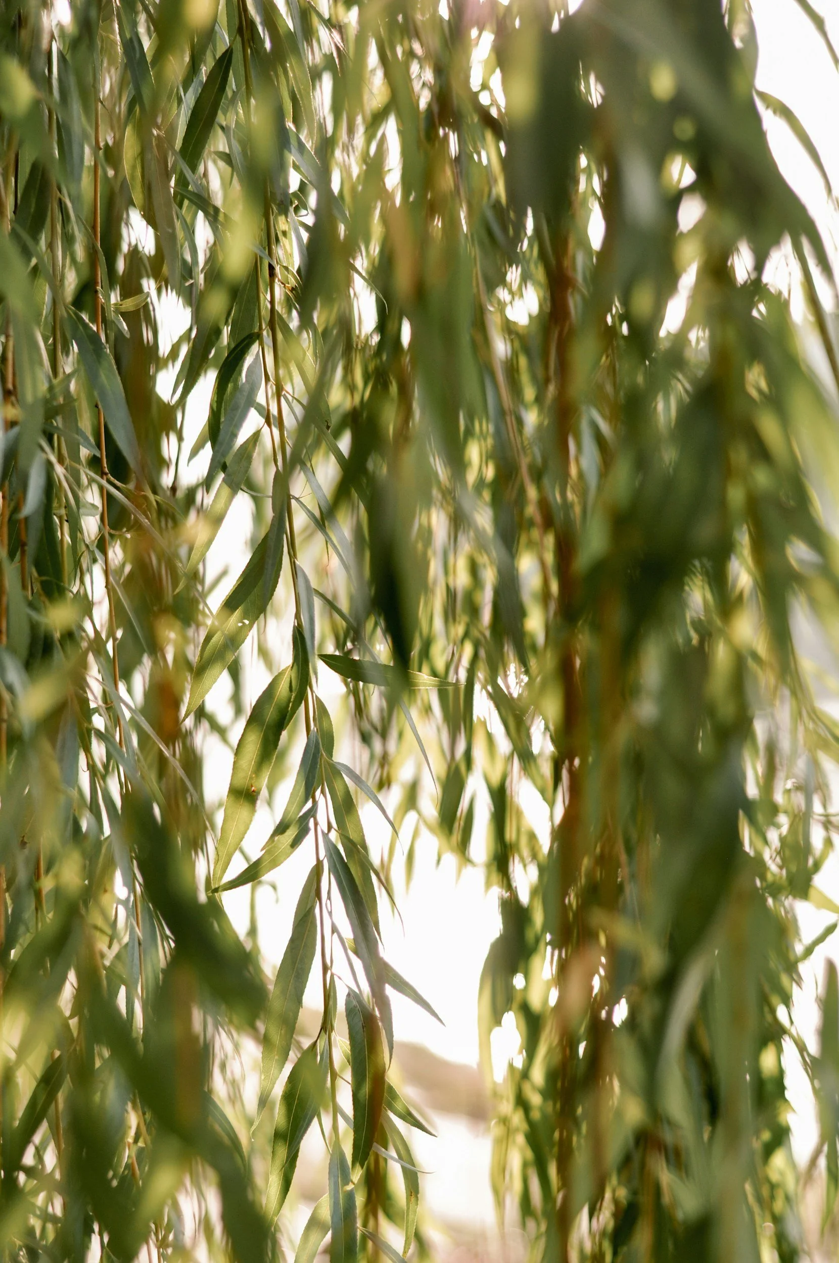 Close-up view of willow tree branches and green leaves with sunlight shining through.