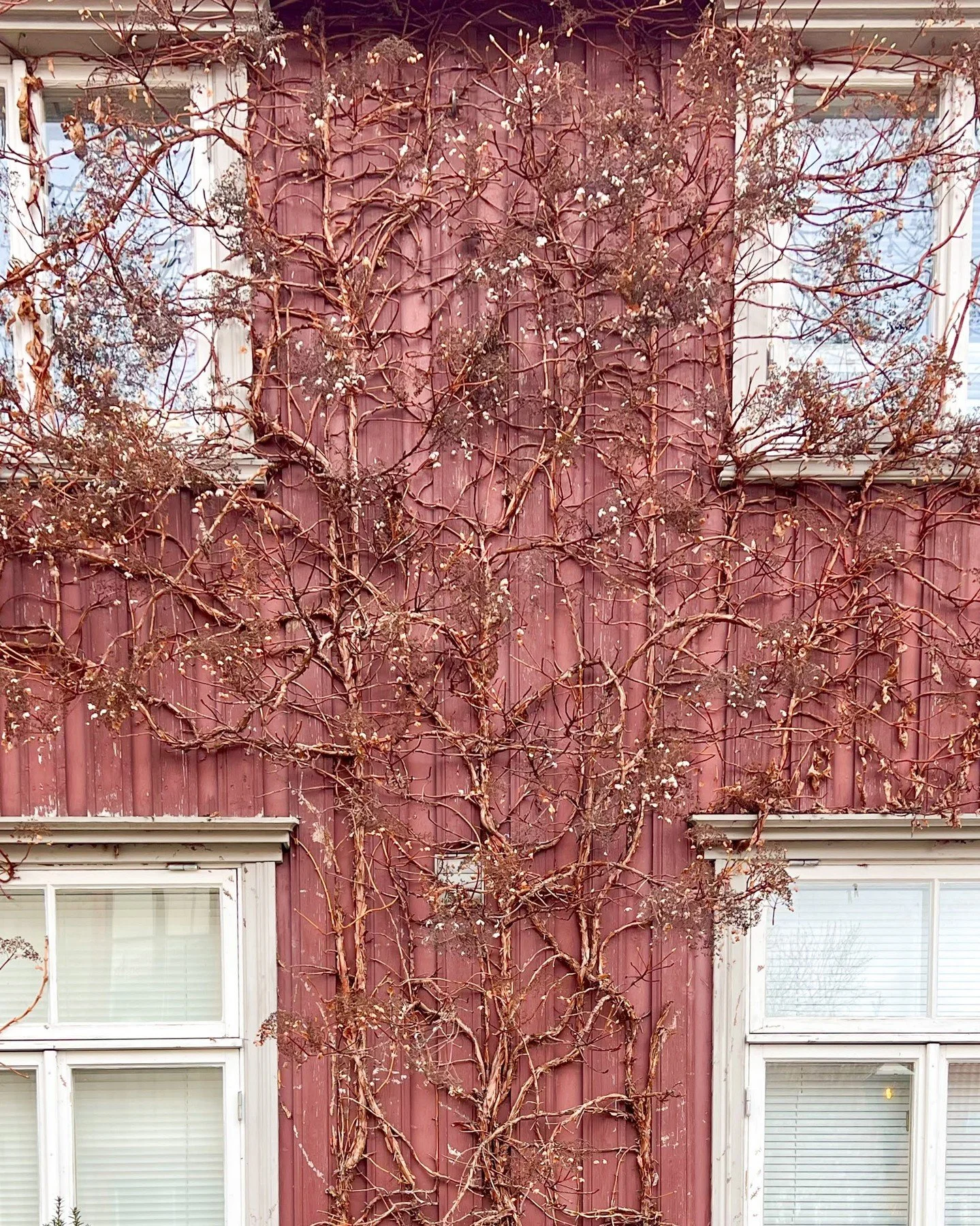 Look how last season's flowers compliment the faded red exterior. 

#aferaladventure #texture #latewinterlight #scandinavia #wildvine