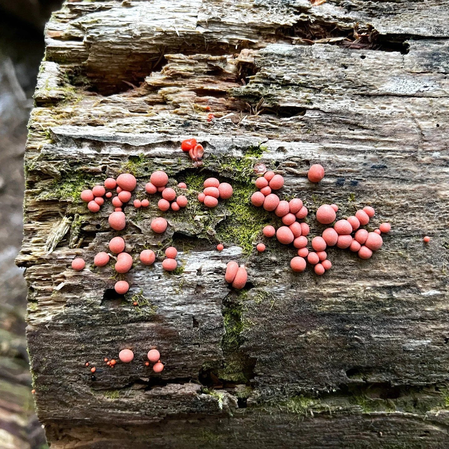 There's a fungus among us! Cute little coral fungi on a downed tree. 

#aferaladventure #fungus #maine #neaturewalks #circleoflife