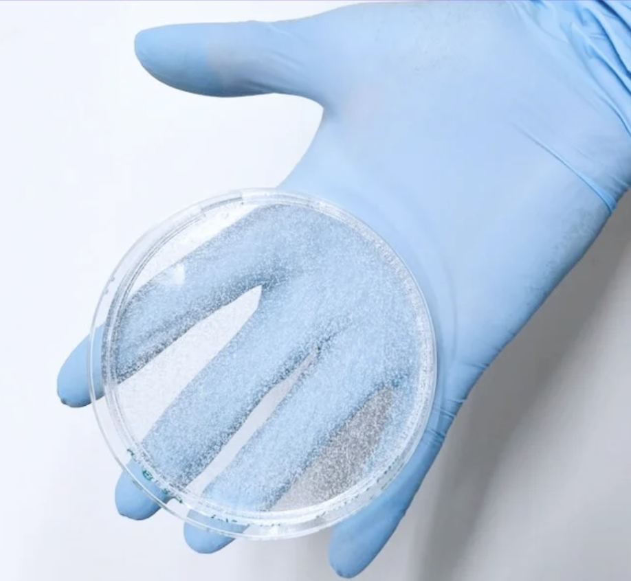 a cellulose film in a petri dish held by a gloved hand