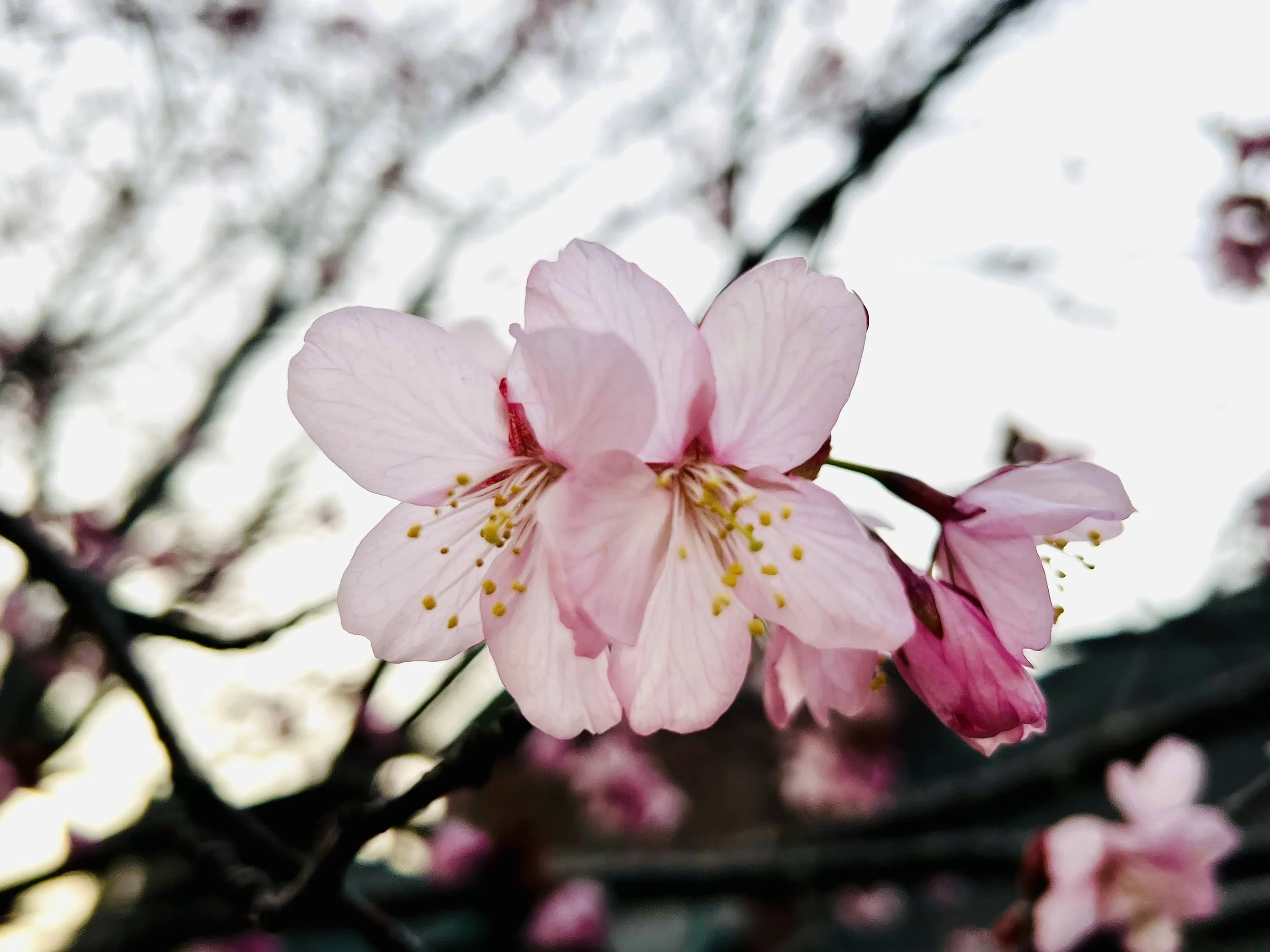 a pink apple blossom