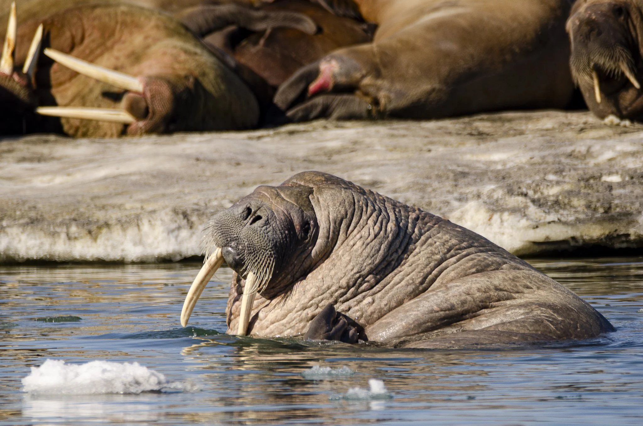 Walrus op Spitsbergen