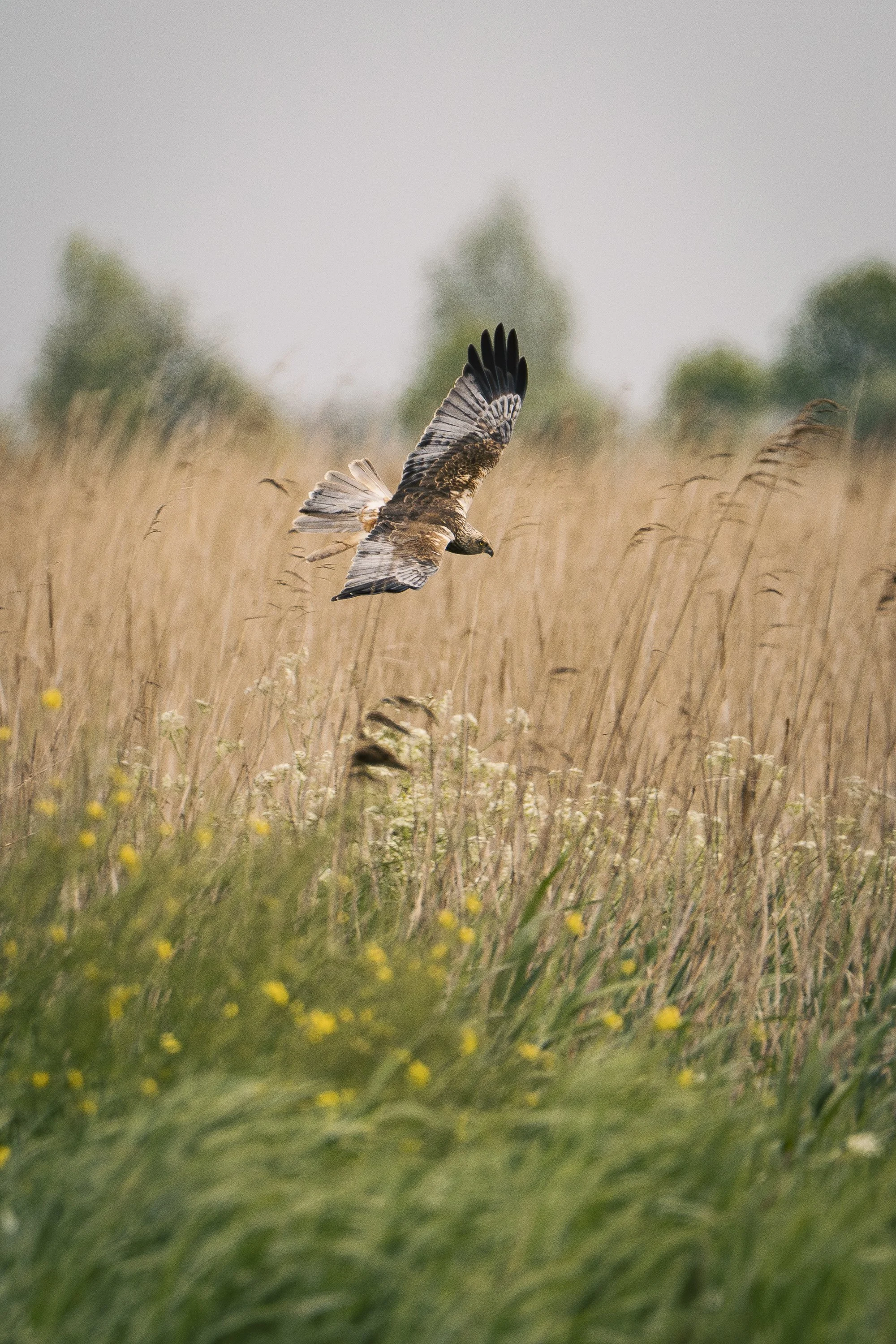 Buizerd-1.jpg
