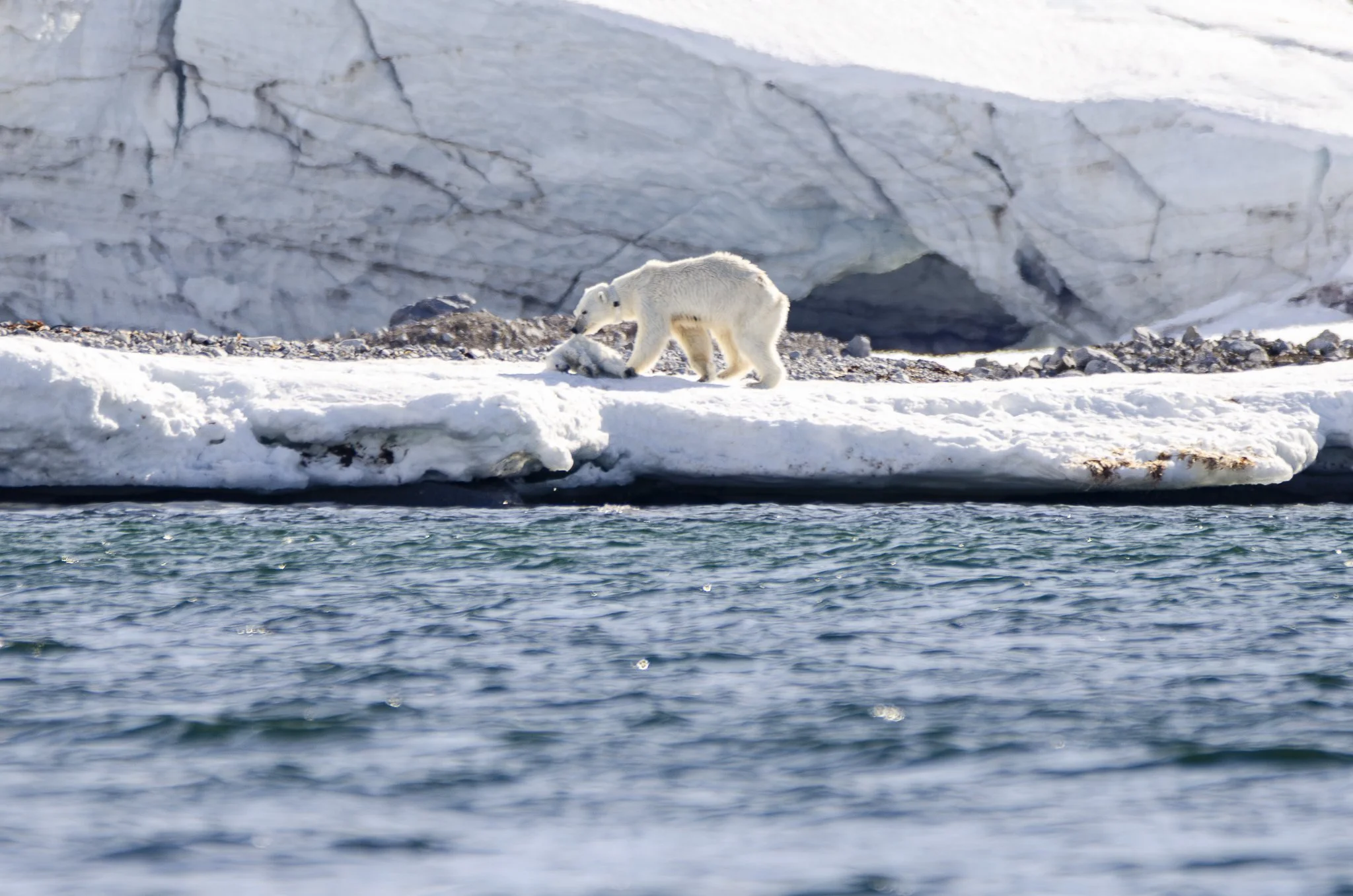IJsbeer moeder met overleden ijsbeertje