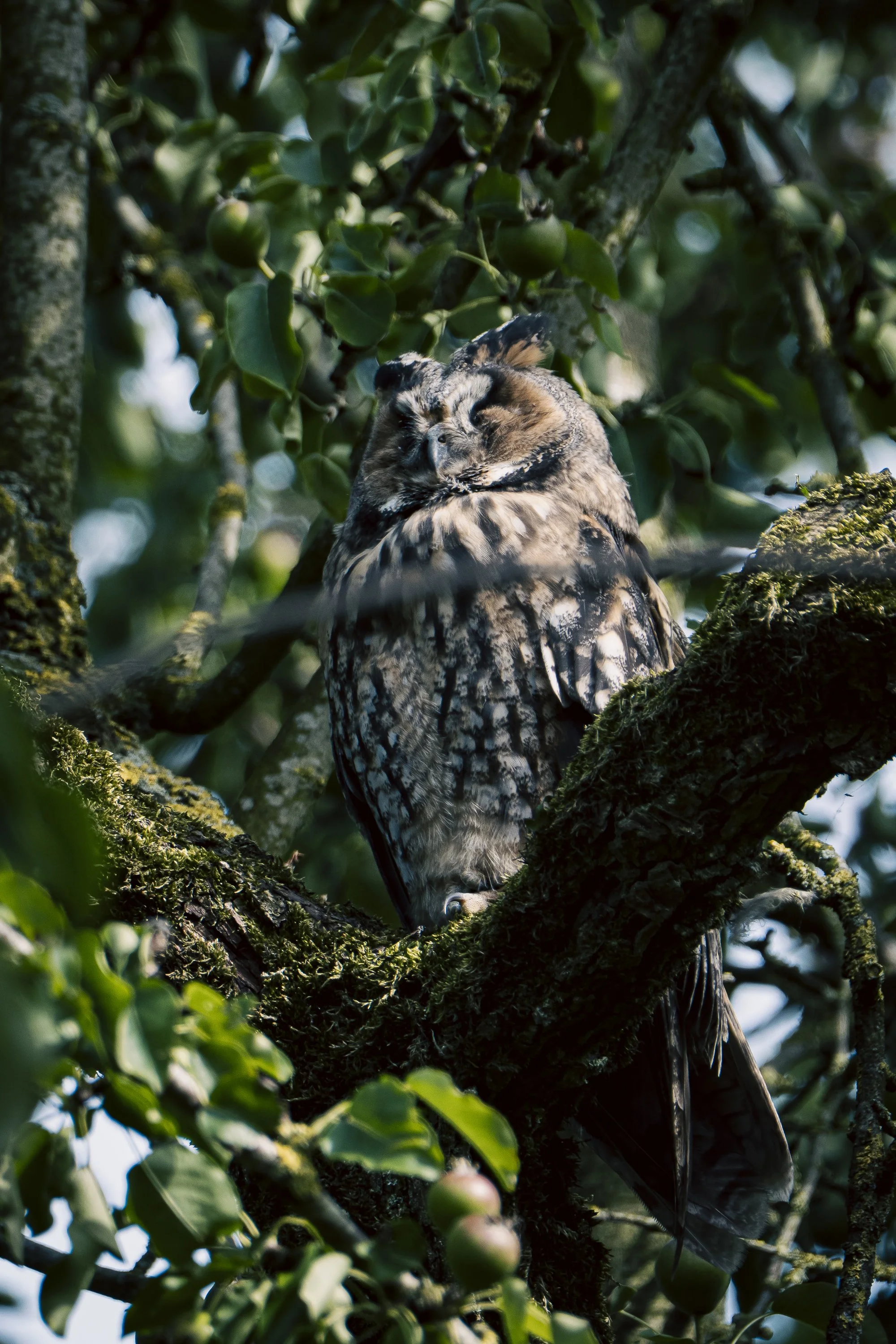 Uil in de appelboom-2.jpg