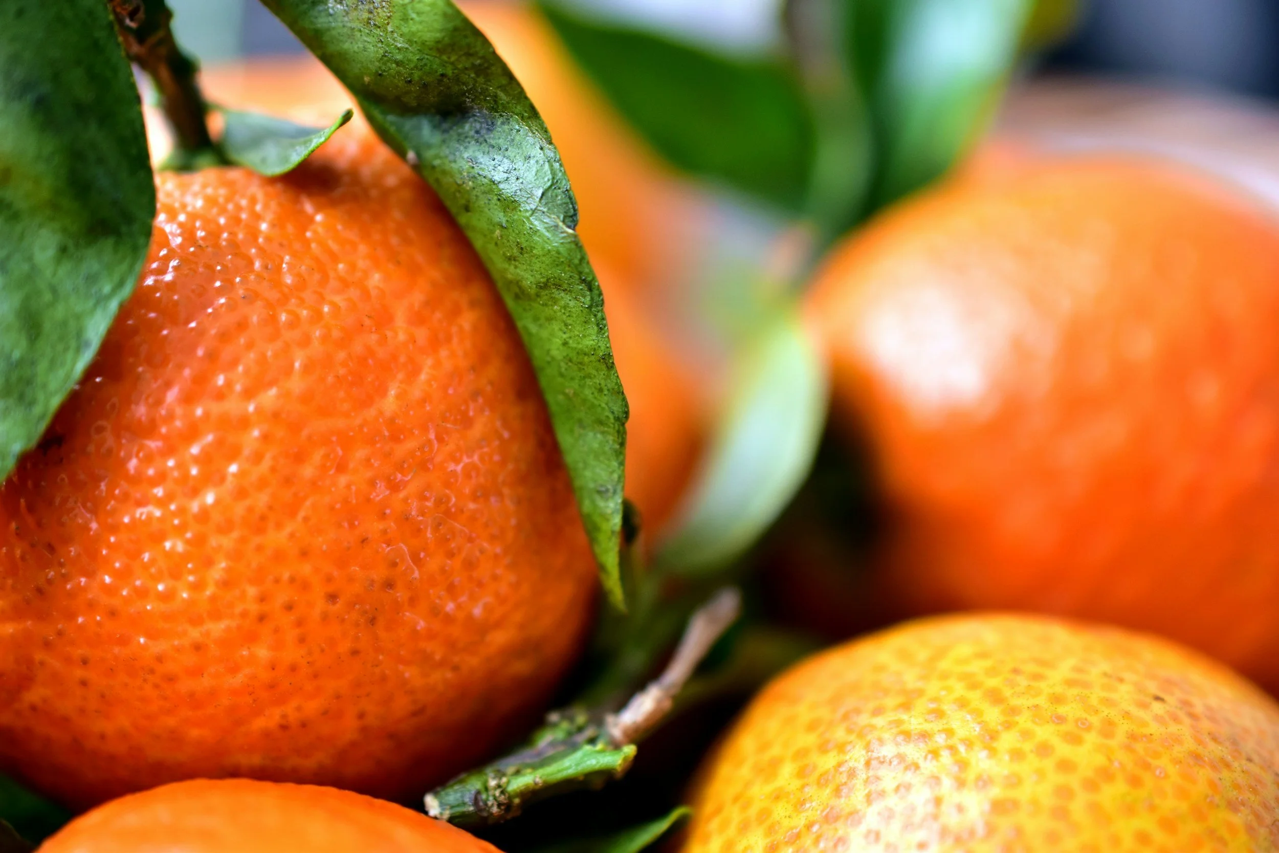 Close-up of ripe oranges with green leaves.