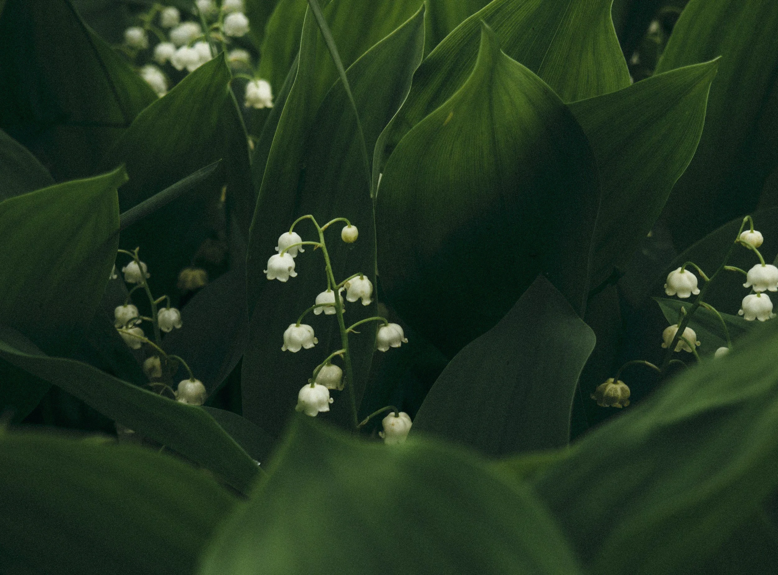 Close-up of lily of the valley flowers with small white bell-shaped blossoms among large dark green leaves.