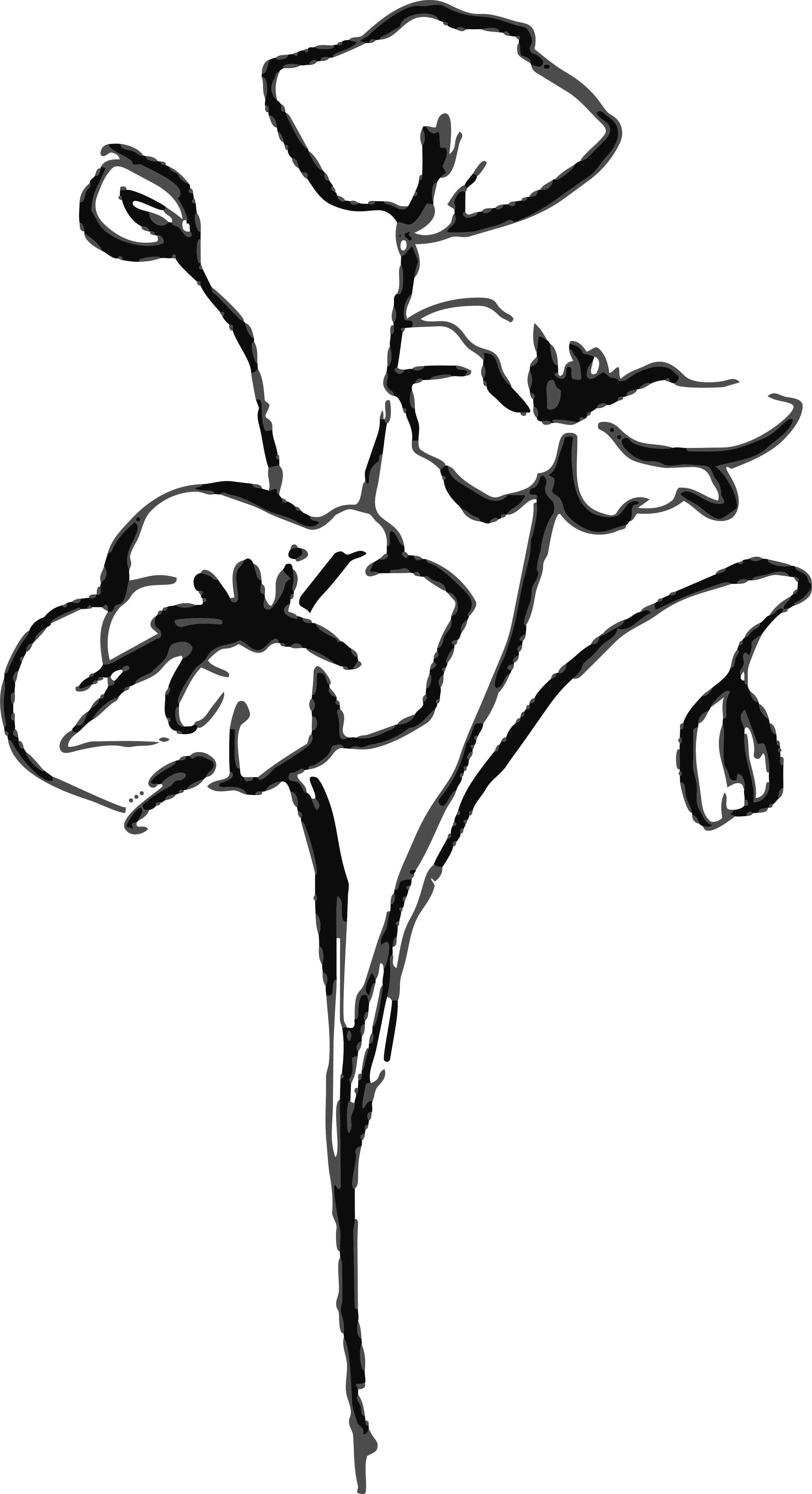 Un dessin de fleurs en ligne noir et blanc, représentant plusieurs fleurs avec des pétales et des leaves.