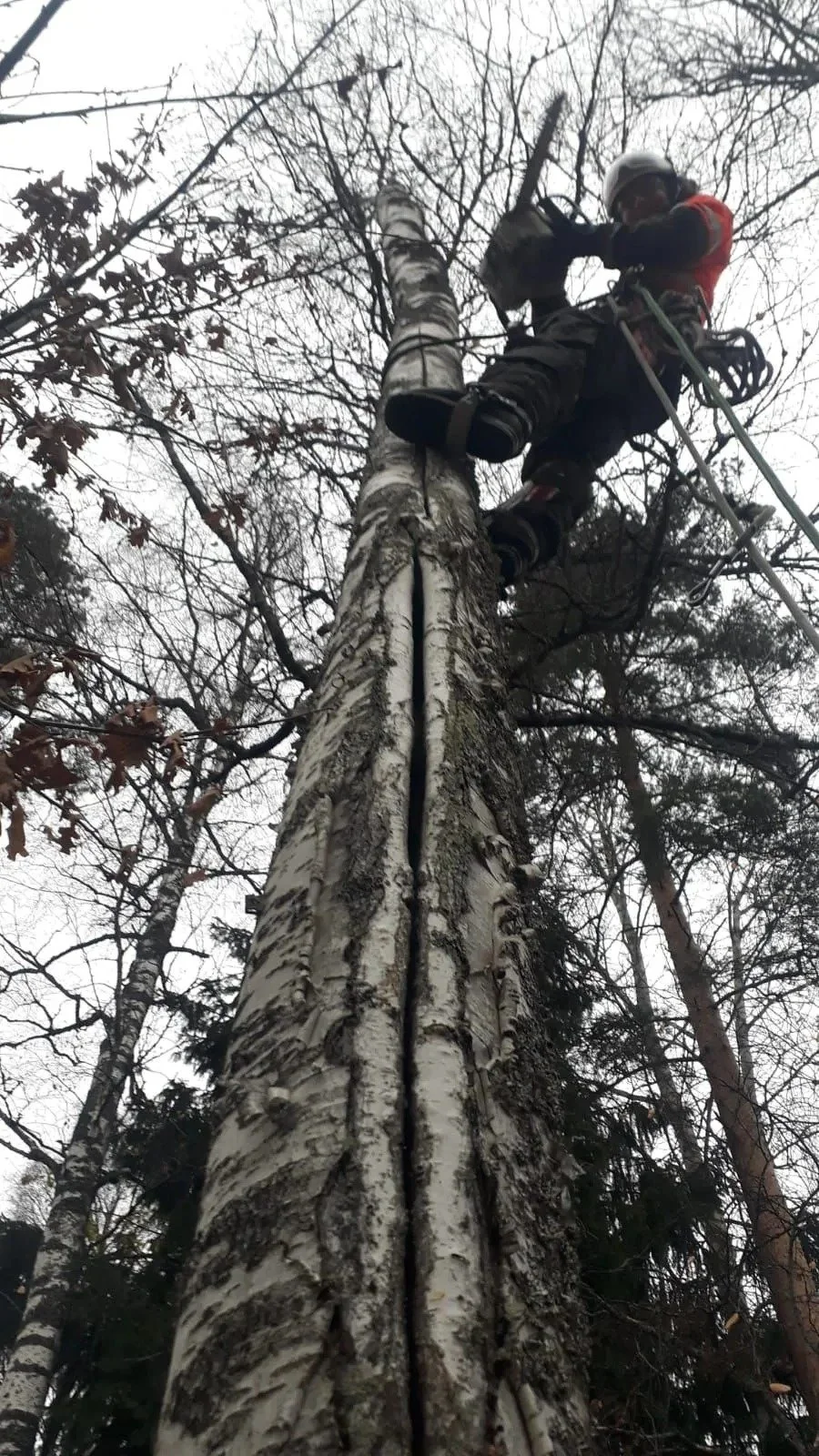 Puunkaato kiipeily­tekniikalla Uudemaan Pihapuu