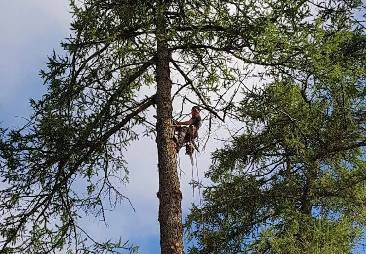Arborist services & professional tree felling Uudenmaan Pihapuu