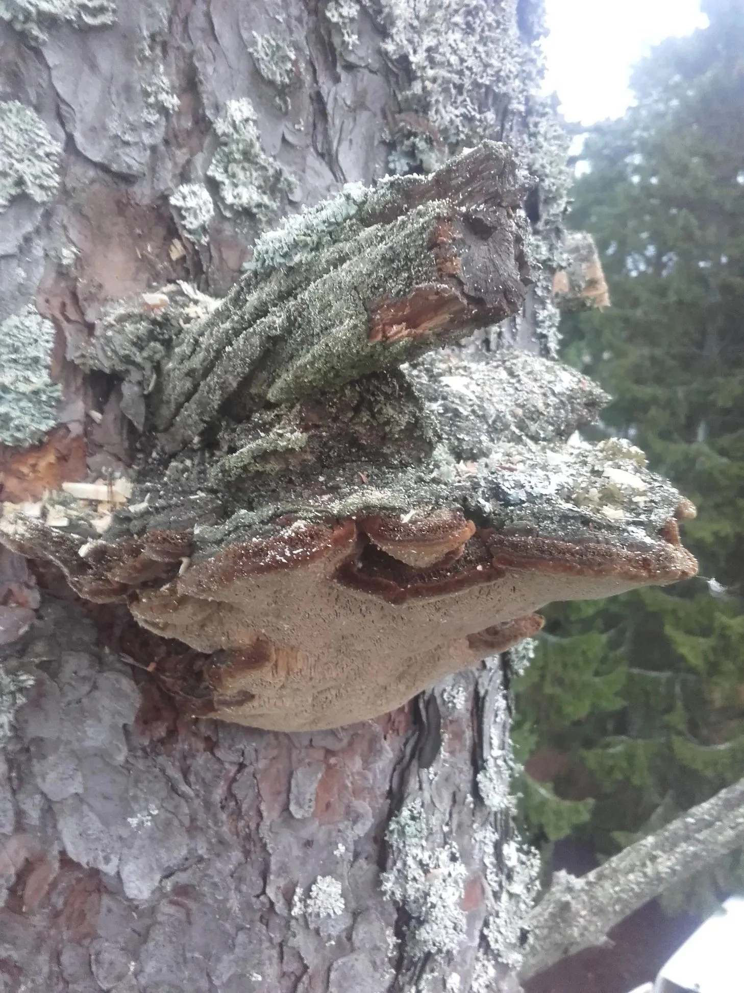 Puuston kuntoarviot Uudemaan Pihapuu