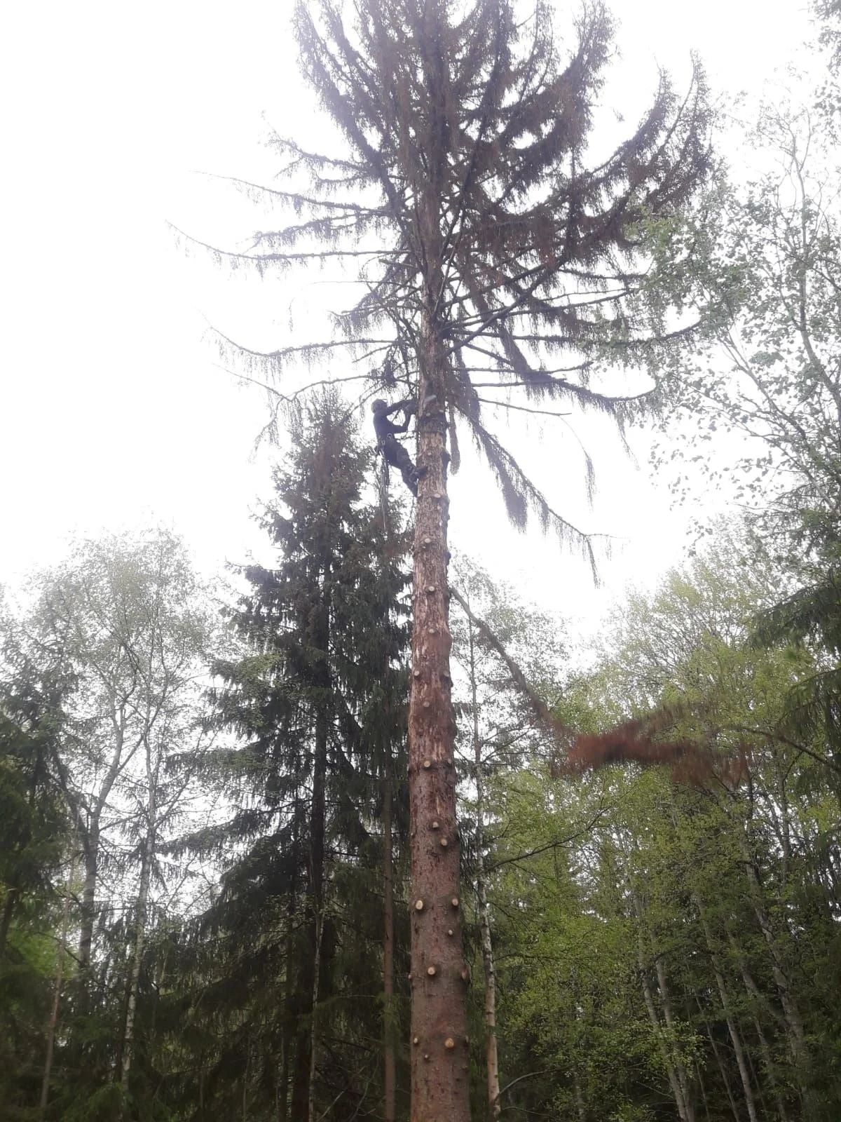 Puunkaato kiipeily­tekniikalla Uudemaan Pihapuu