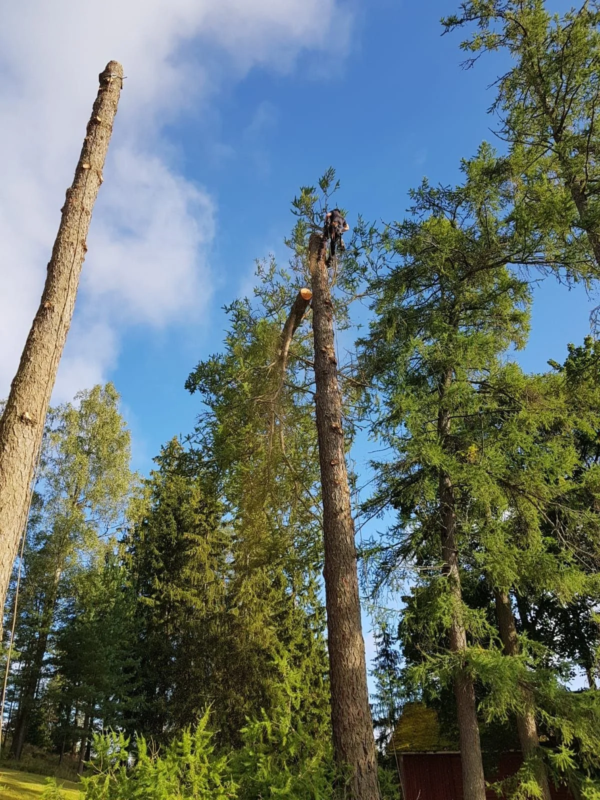 Puunkaato kiipeily­tekniikalla Uudemaan Pihapuu