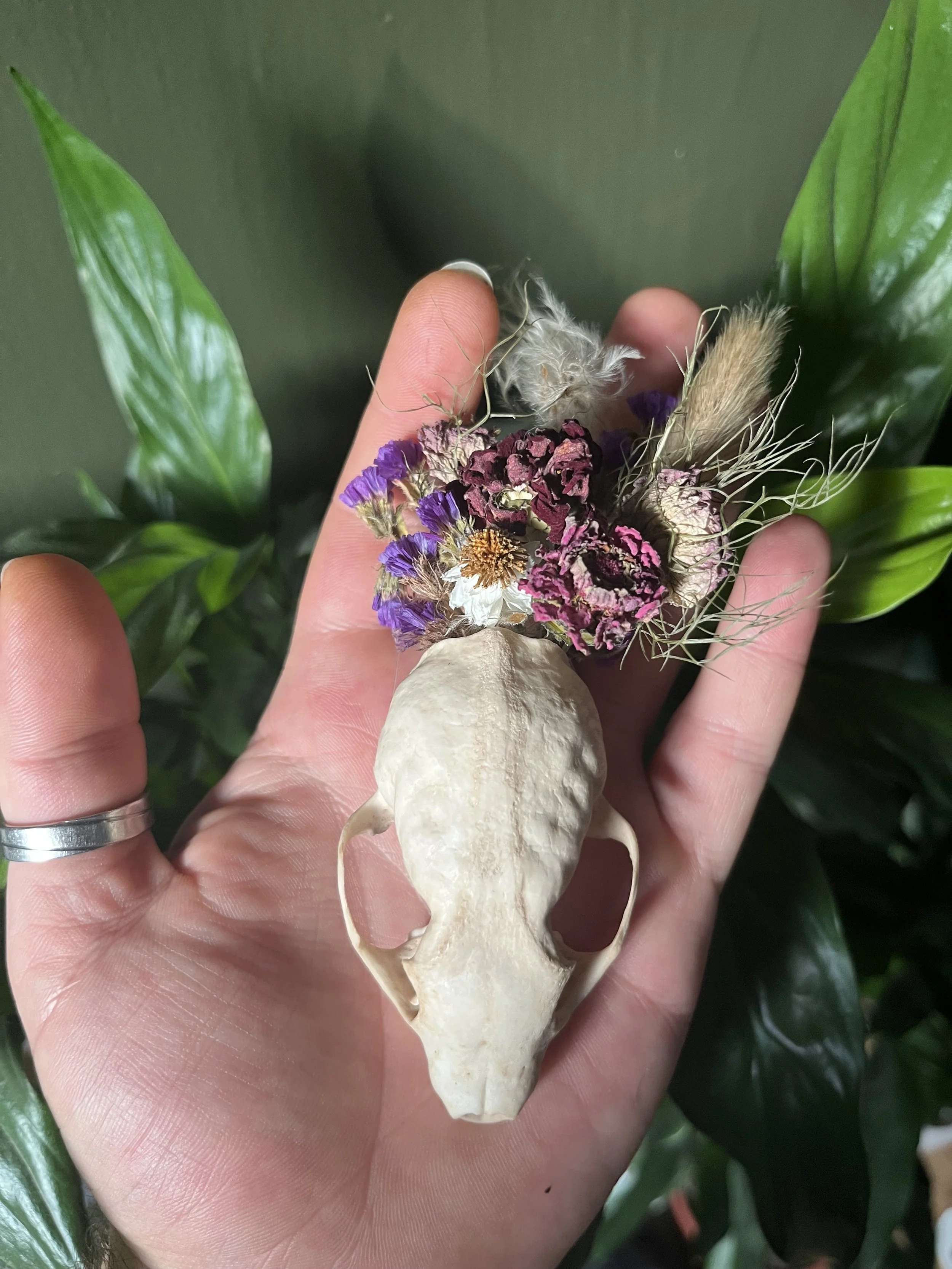 Pine Marten Skull Wall Hanging