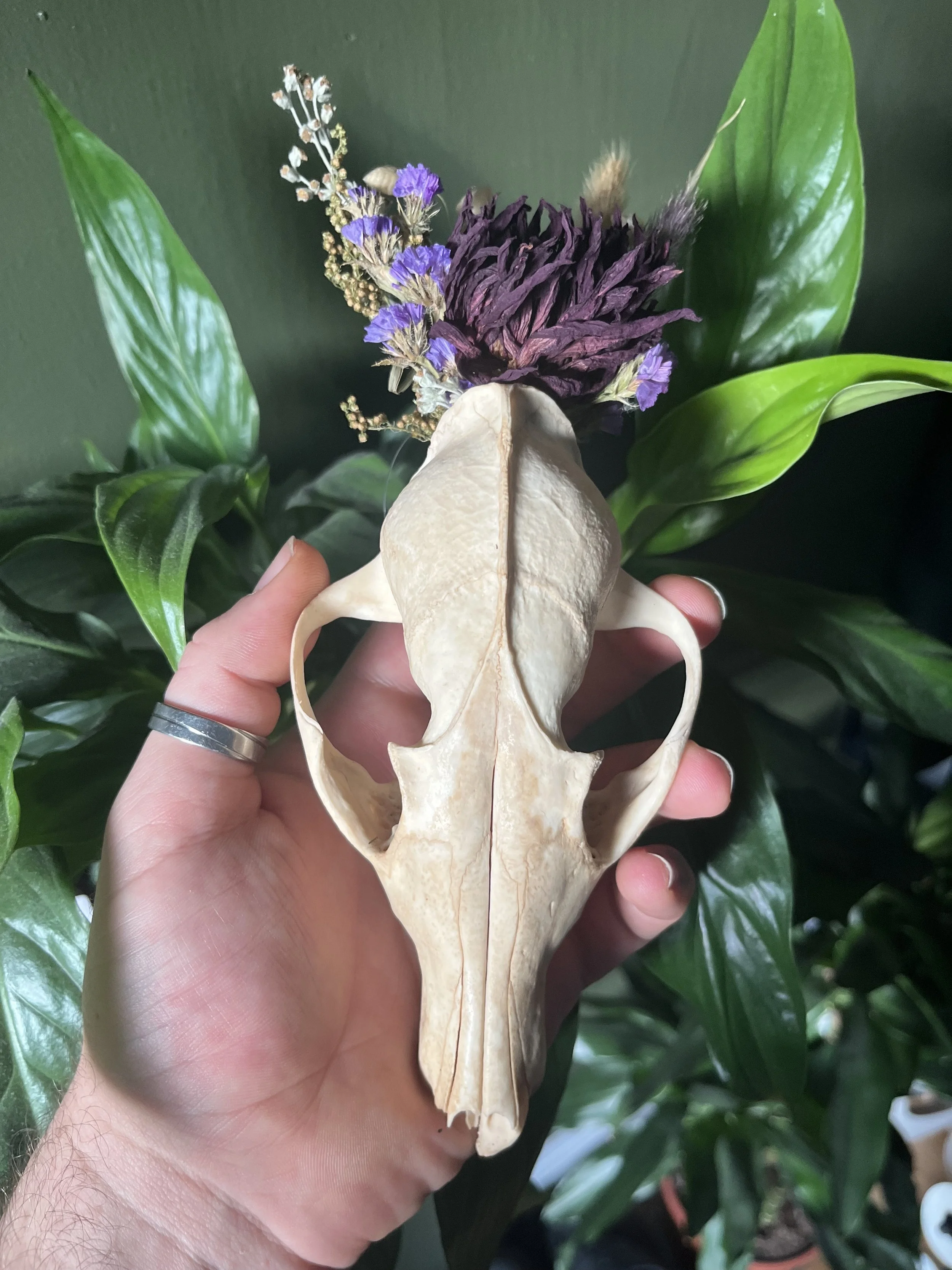 Fox Skull Wall Hanging