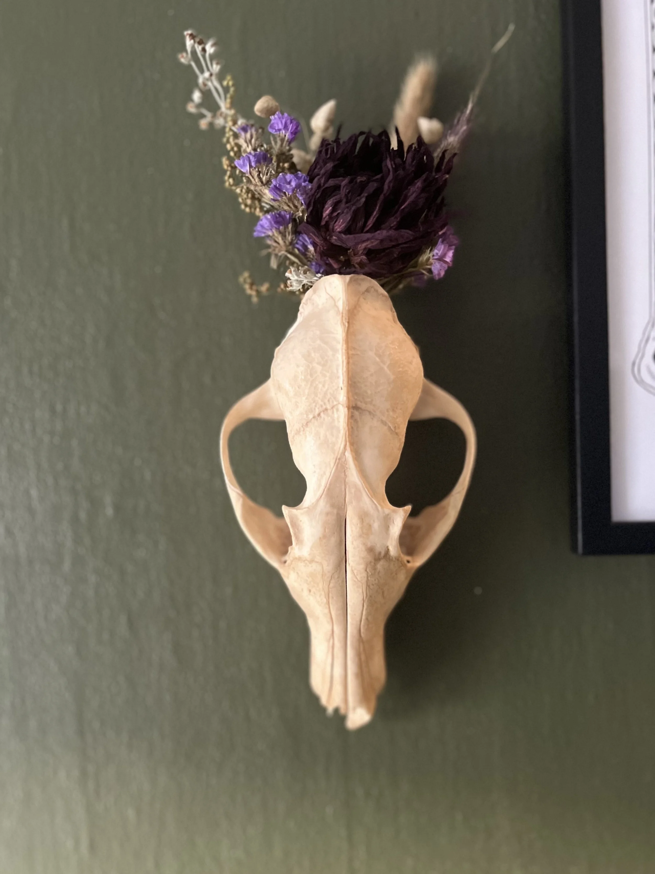 BGC Fox Hanging.jpeg