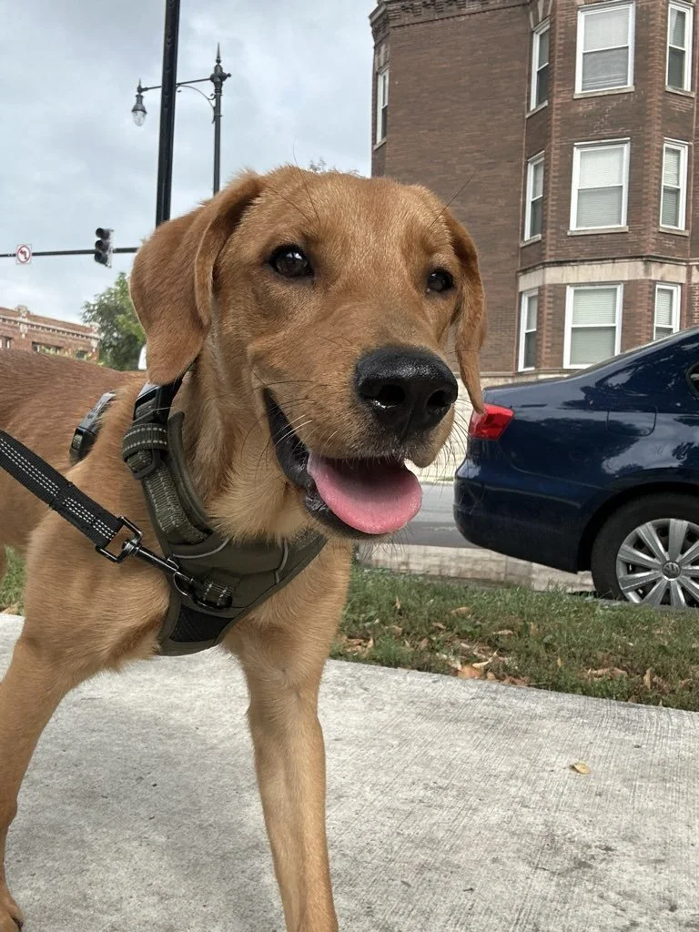 Benji.jpg
