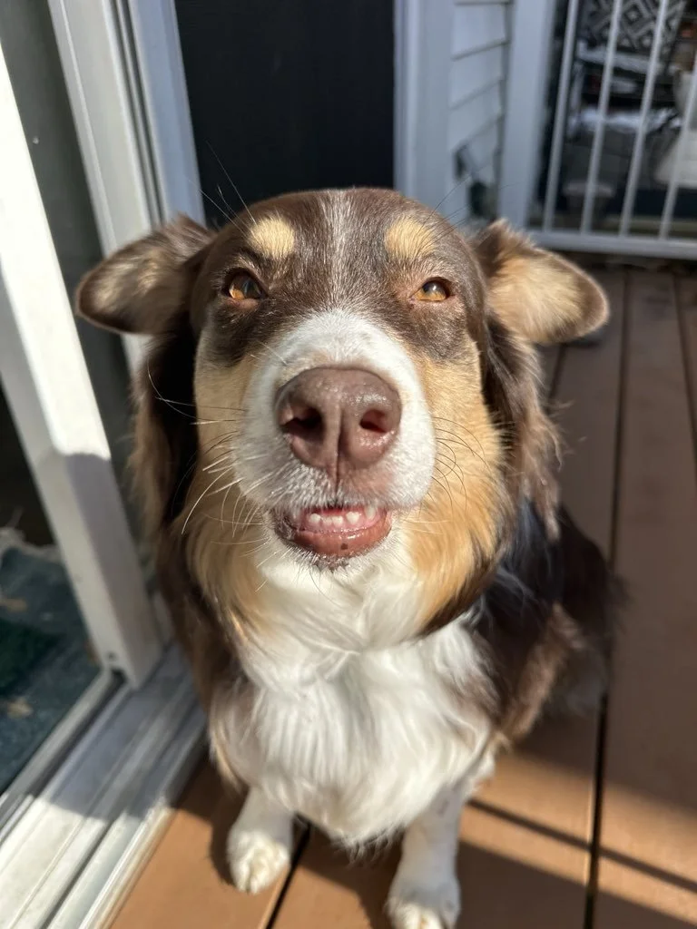 Frankie.jpeg