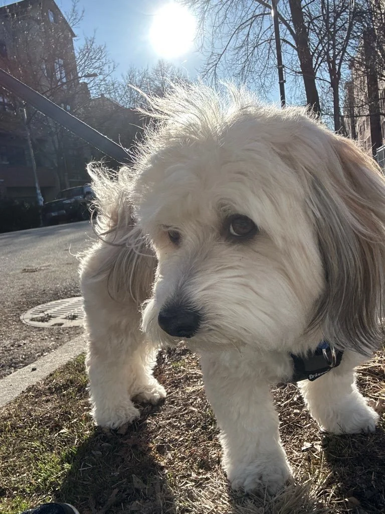Auggie3.jpeg