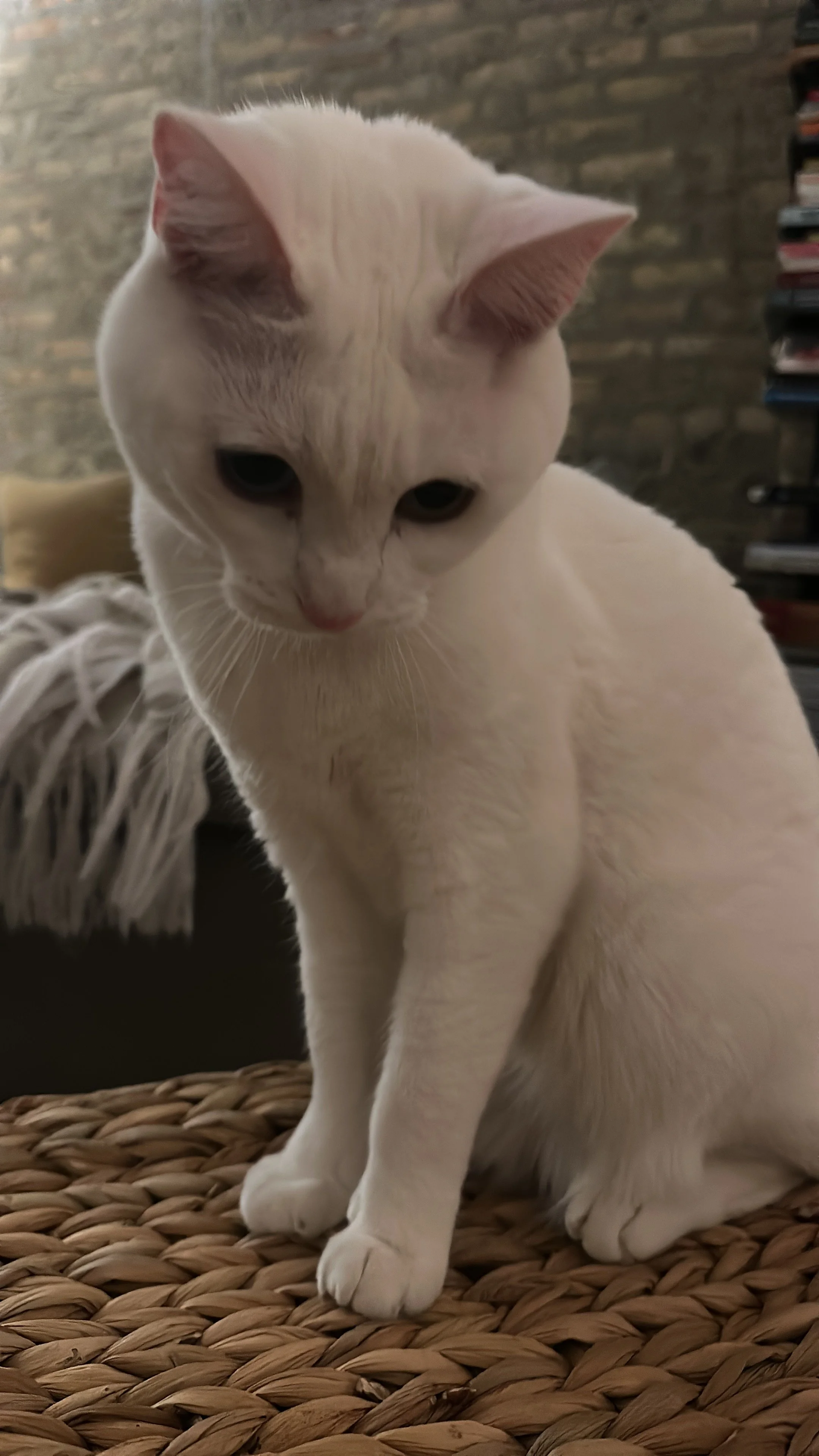 740CE3EE-5577-40D8-8E81-76E1C95044D7.jpeg