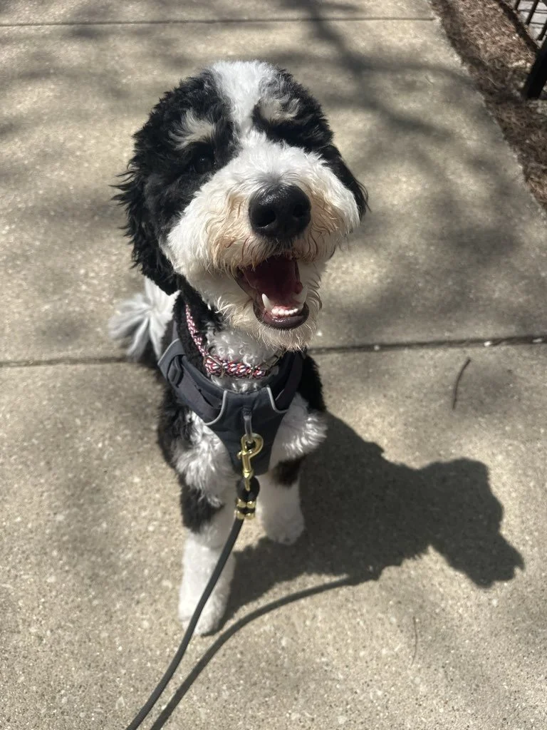 Fergus.jpeg