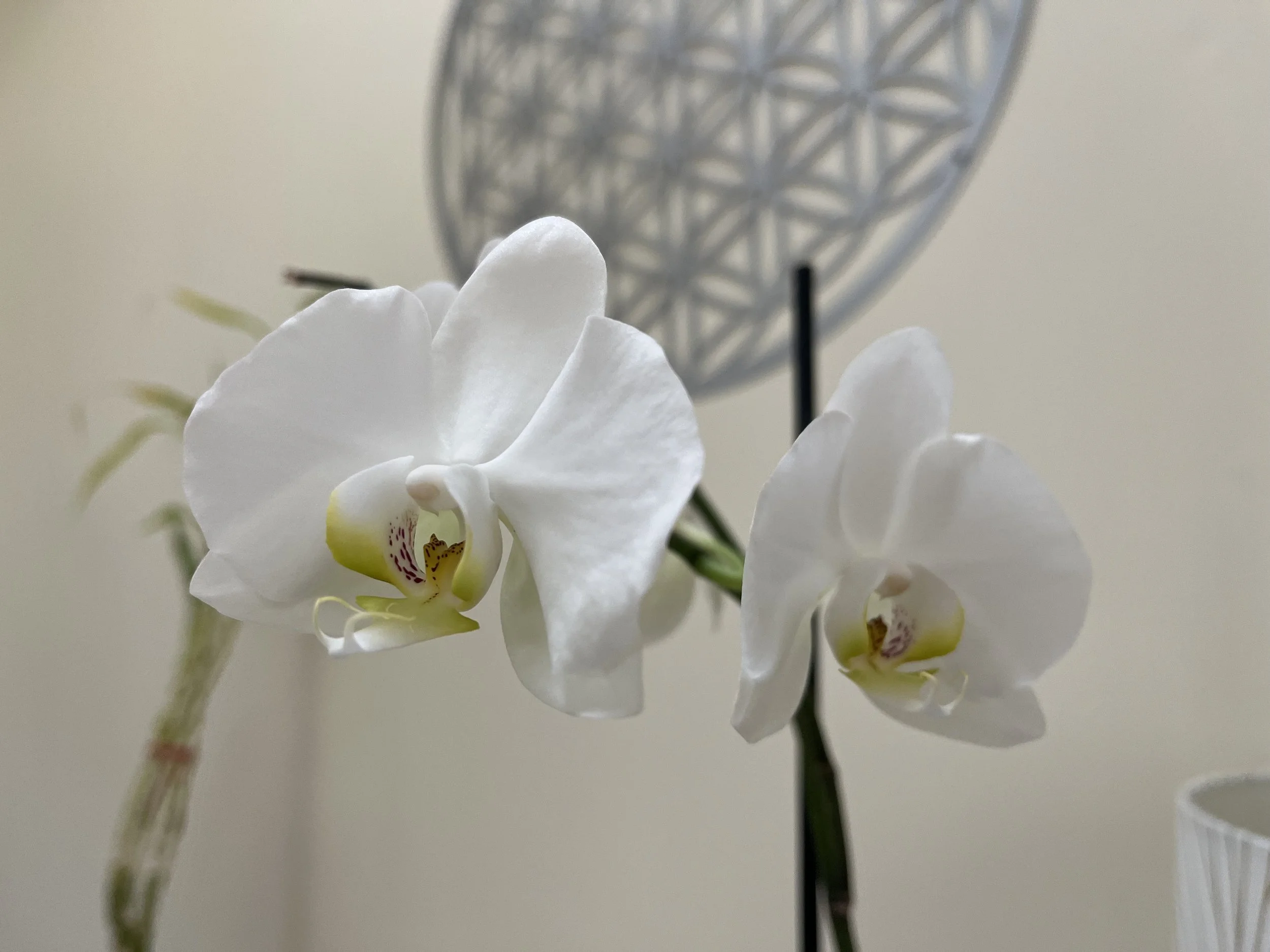 Reiki Healing with Laura Cerrano of Feng Shui Manhattan Long Island NY