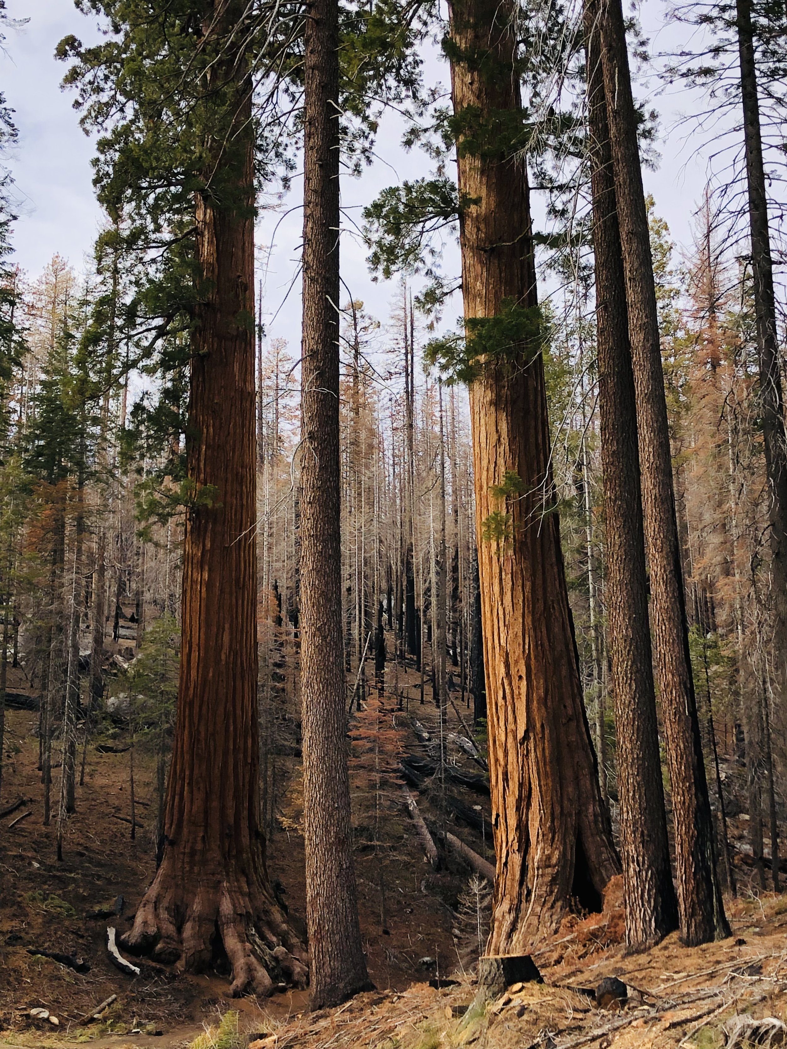 giant sequoias in Yosemite national park photo by laura cerrano.