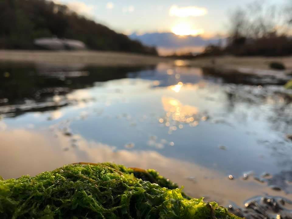 Close-up of green moss on a rock by a reflective river at sunset, with a blurred background of trees and mountains.