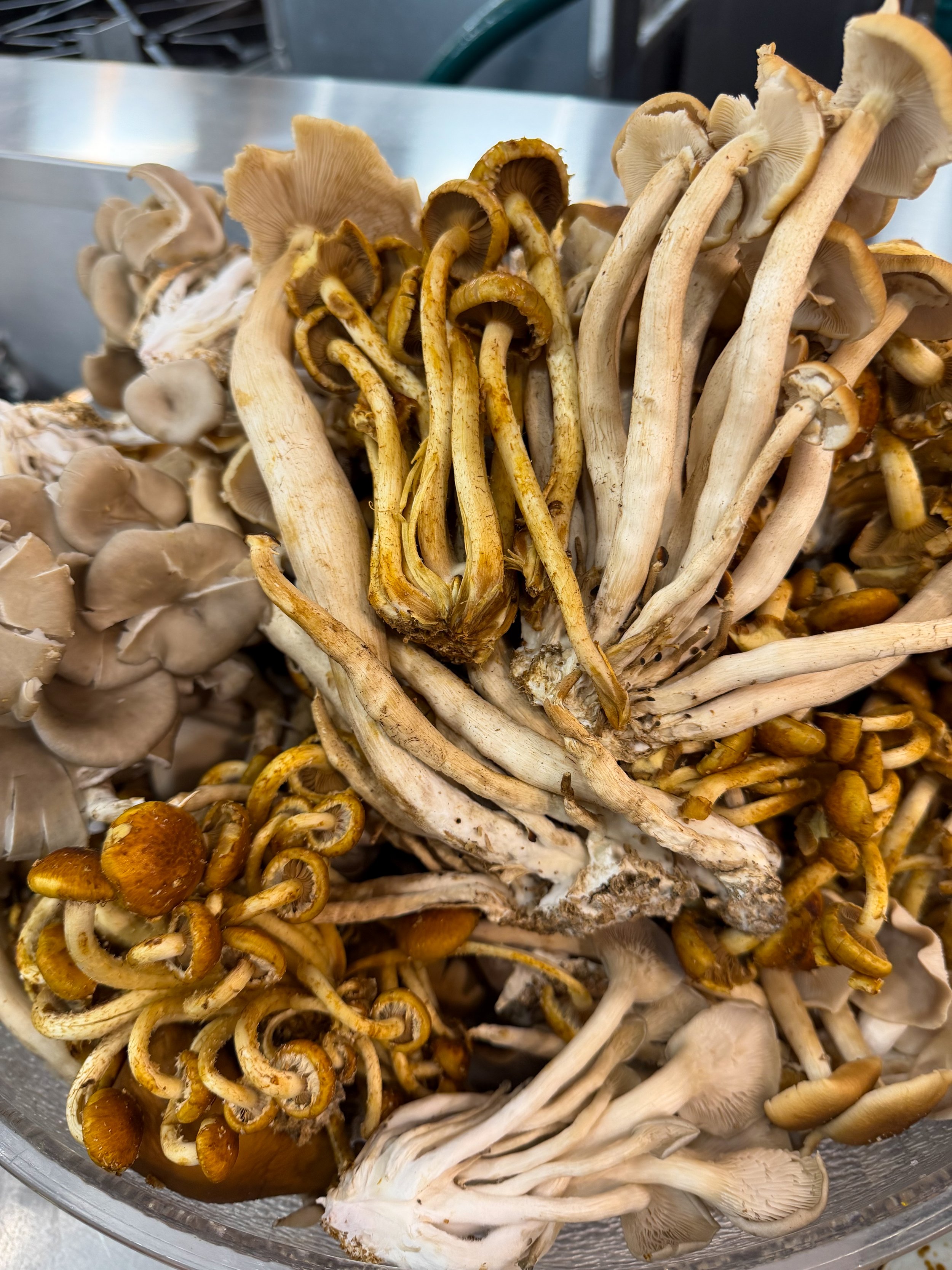 A close-up of various fresh mushrooms, including clusters of brown and beige mushrooms with long stems and caps, placed together in a container.