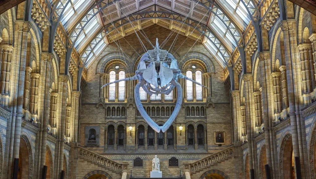 20170718-Blue-Whale-Hintze-Hall-14-Credit-Trustees-of-NHM-1020x580.webp