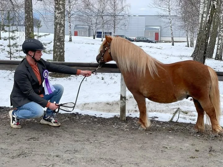 NPA Hingstekåring