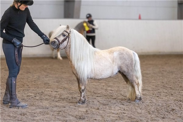 Resultater NPA hingstekåring Starum 11. april 2026