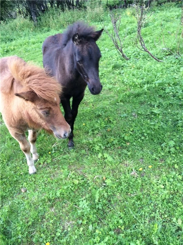 ÅRETS DARTMOORFØLL!!