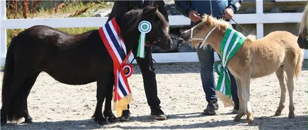  Unghestchampion ble den 2 år gamle shetlandshoppa Bergli Goddess NPA 10931, mens shetlandshoppeføllet Skogans Lissy NPA 11390 ble Reserve unghestchampion i tillegg til Beste føll! Foto: Casandra Nesvik. 
