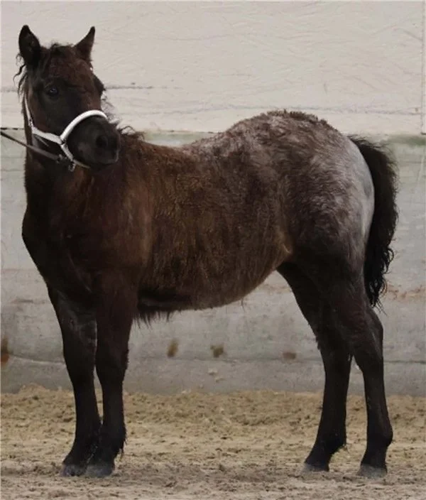  Reserve beste føll ble shetlandsponni hoppeføllet Skogans Emmy NPA 11389. Foto: Casandra Nesvik. 