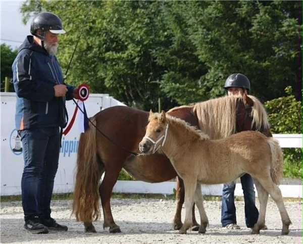  Beste føll ble shetlandsponni hoppeføllet Skogans Lissy NPA 11390. Foto: Kristine Marie Joa. 