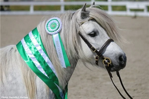  Reserve best in show ble shetlandshingsten Sævelunds Capone NPA 9248. Foto: Danielle I. Karlsen. 