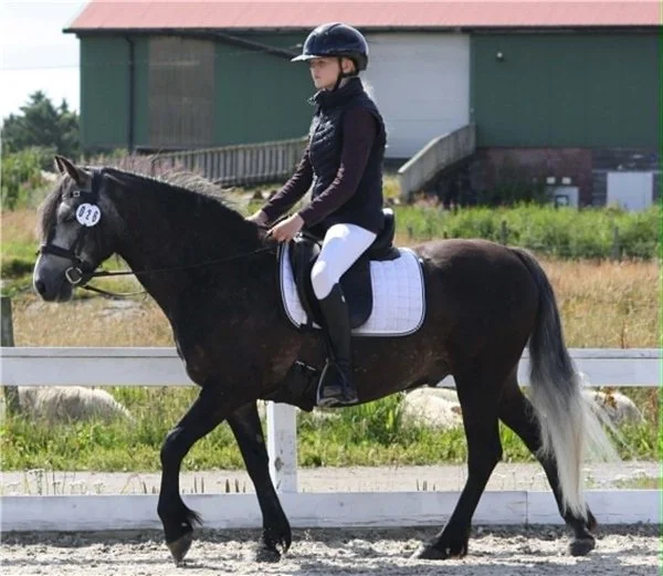  Connemaravallaken Ventus Ferdinand NPA 10457 var med i både eksteriørklasse og rideklasse skritt og trav med rytter Olivia Ferkingstad. Foto: Casandra Nesvik. 