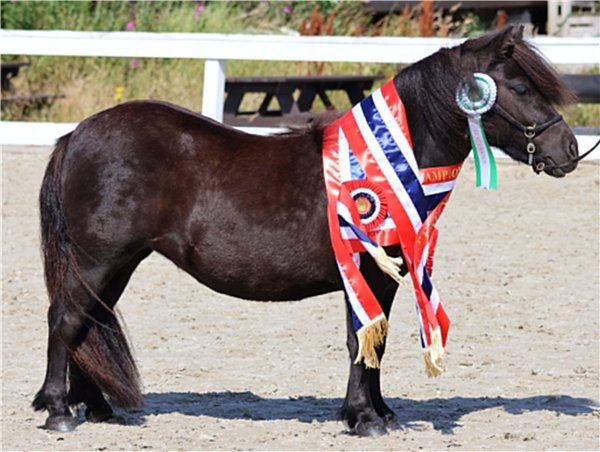  Best in show ble samme ponni som dagens unghestchampion,&nbsp;shetlandsponnihoppa Bergli Goddess NPA 10931. Foto: Kristine Marie Joa. 