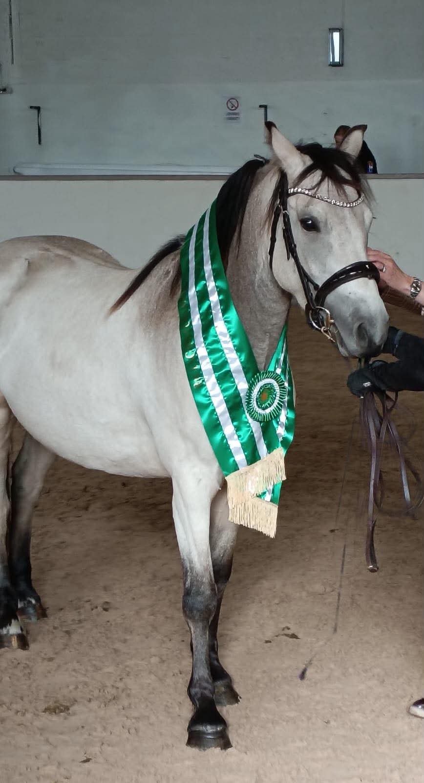 RESERVE BEST IN SHOW