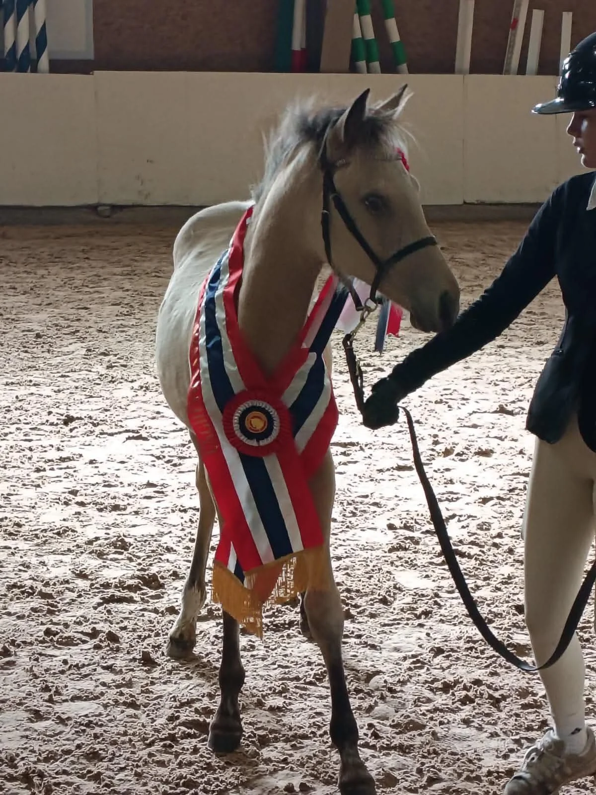 UNGHESTCHAMPION og BESTE FØLL
