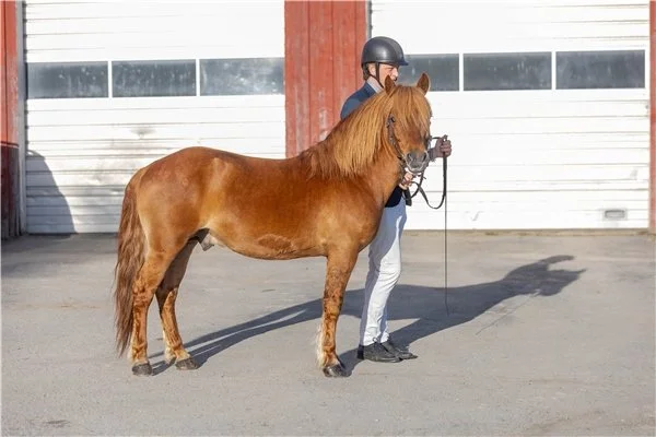 Hingstekatalogen 2026