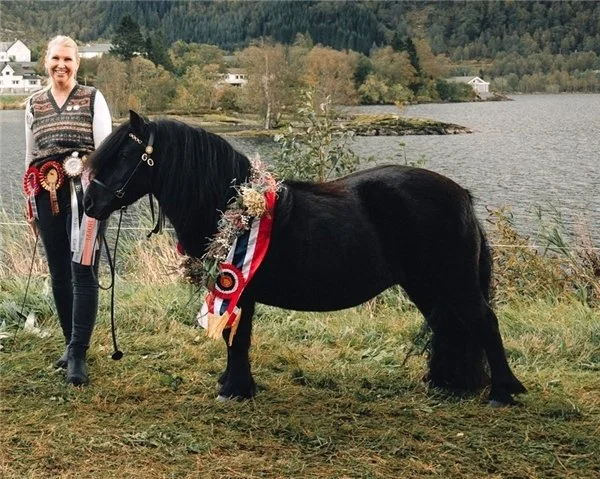 Hyllestad shetlandshow 2025