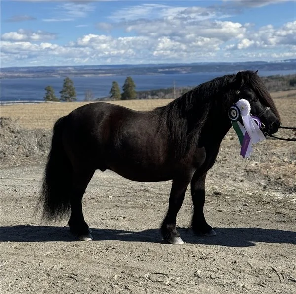 Resultater fra dagens hingstekåring på Starum