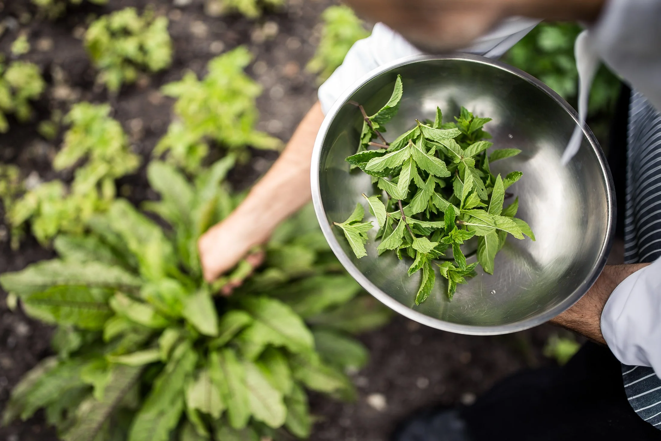Person hält eine Schüssel mit frischen Minzblättern über einem Garten mit mehr Minzpflanzen.