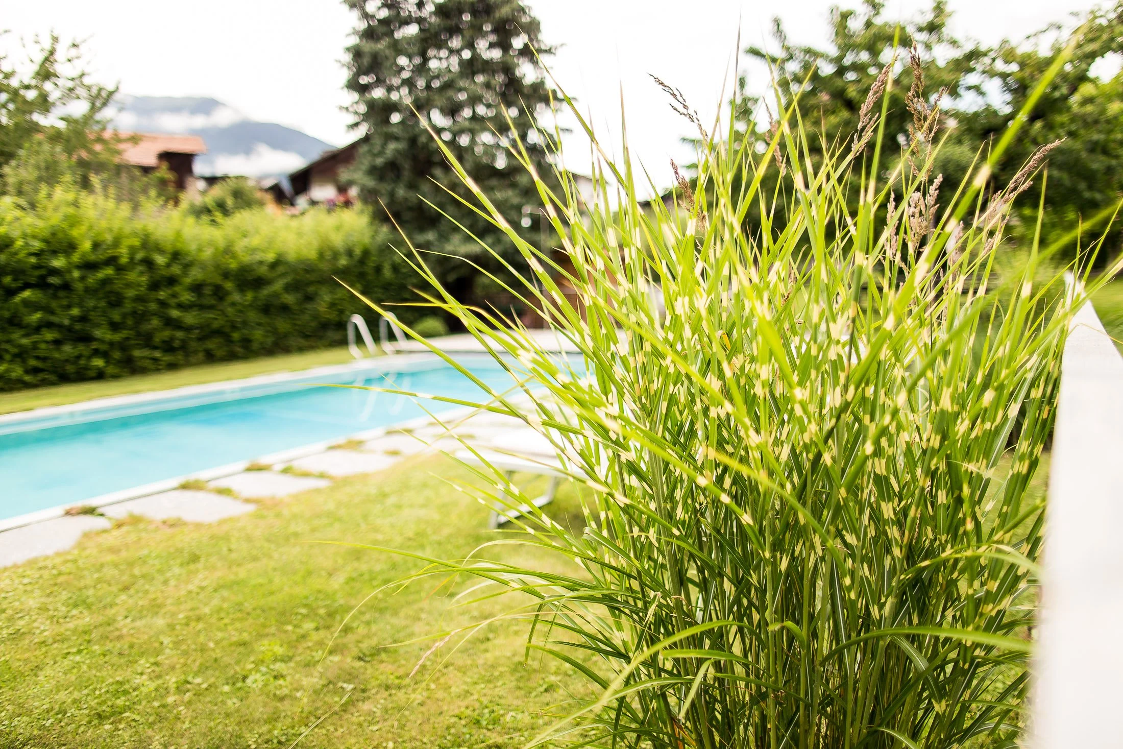 Grüner Bonsai-Busch vor einem Swimmingpool in einem Garten, im Hintergrund Bäume und ein Haus mit Dächern sowie Berge unter einem bewölkten Himmel.