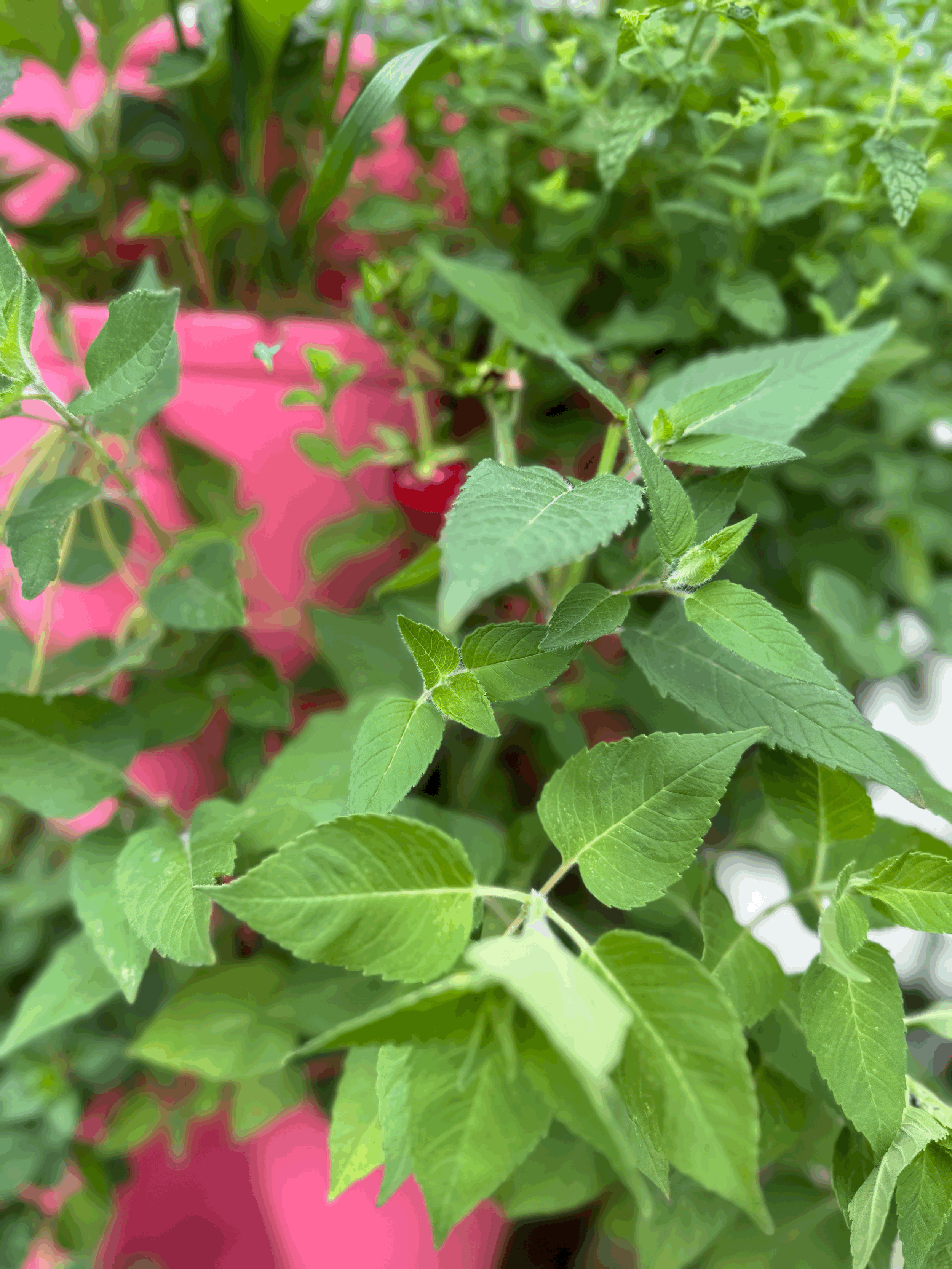 From the tea garden