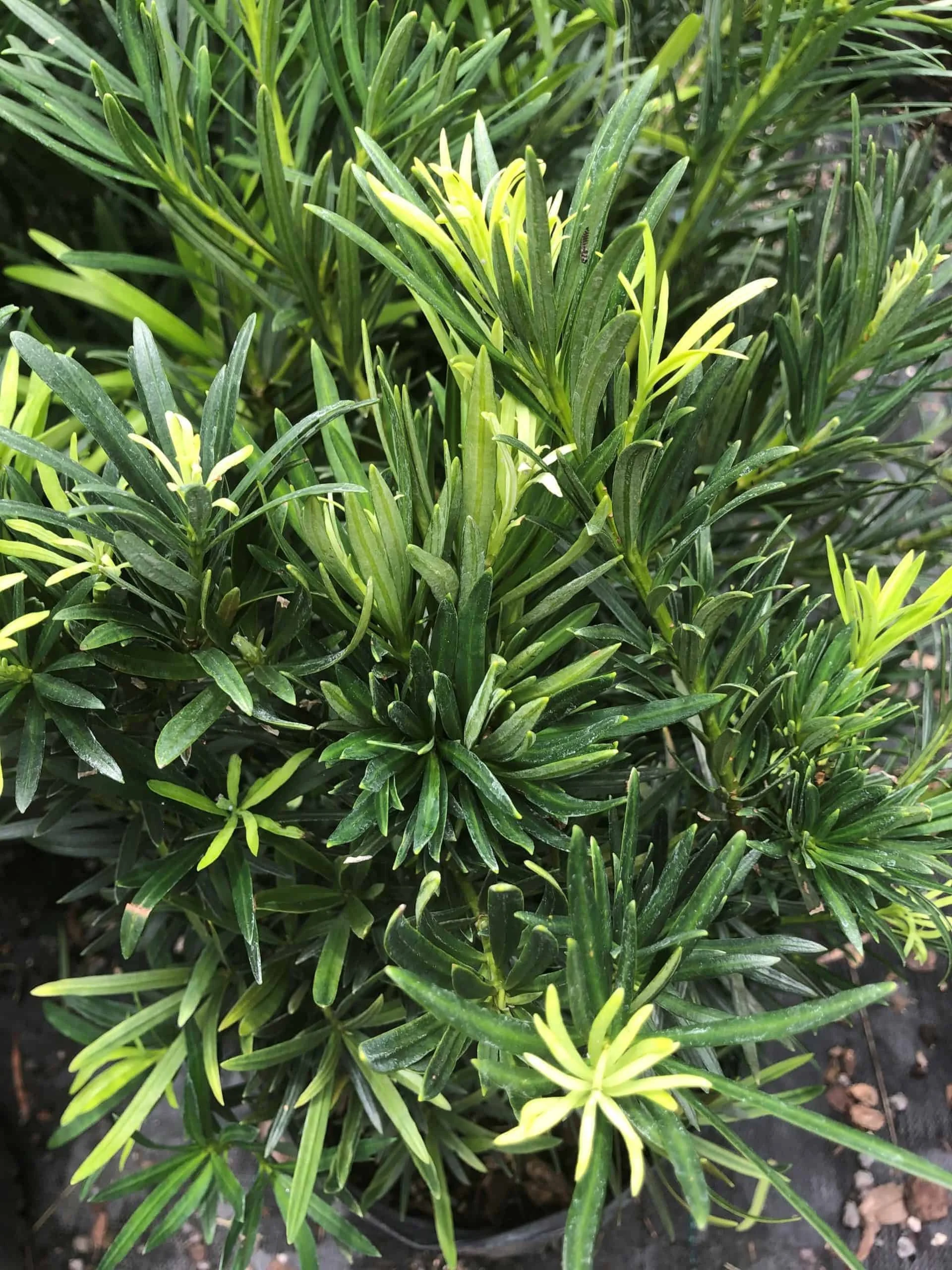 Close-up of a green shrub with long, narrow, pointed leaves with some yellow-green new growth.