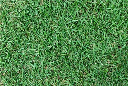 Close-up of lush green grass blades.