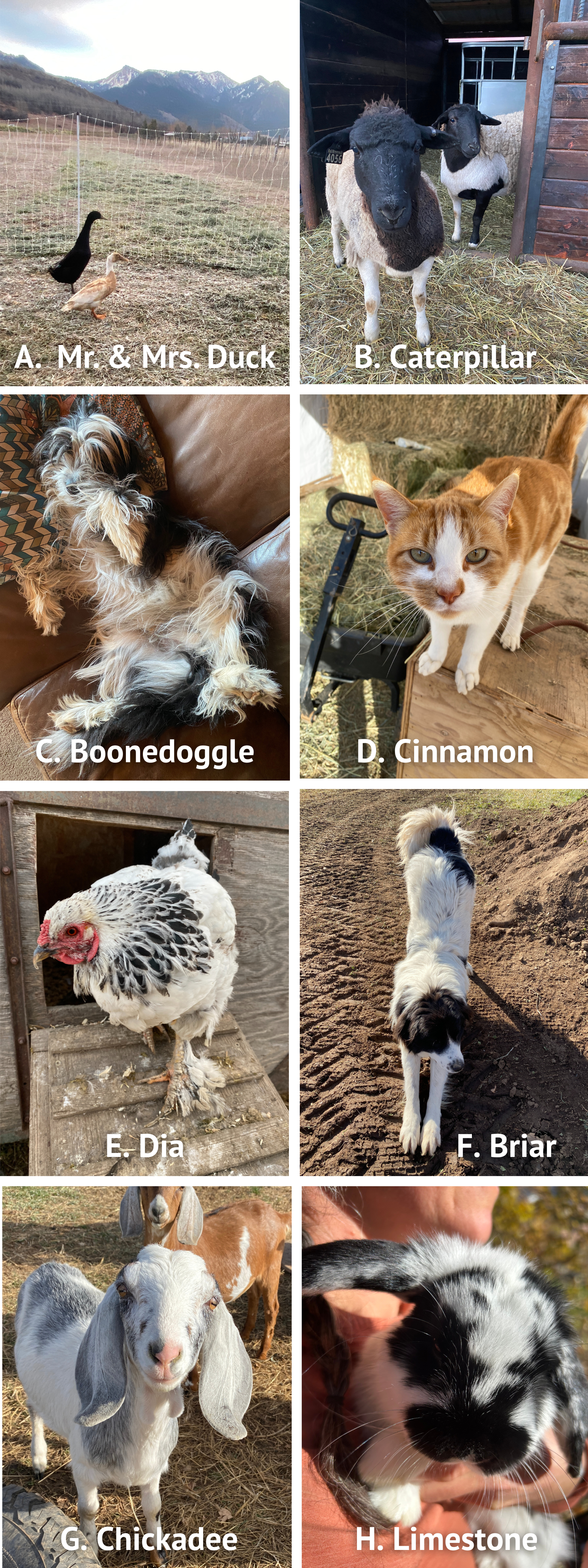 The Old Dog Farm Employees (and why they all poop)